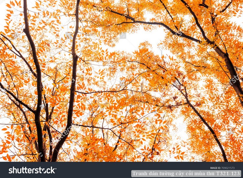 Tranh dán tường cây cối mùa thu T321-123